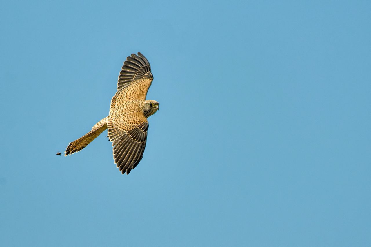 L''Ape e il  Gheppio (falco tinnunculus)